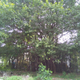 A 200-year-old Ficus benghalensis in Pune’s Karve Nagar.